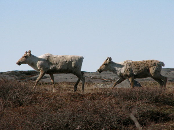 Caribou migrating.