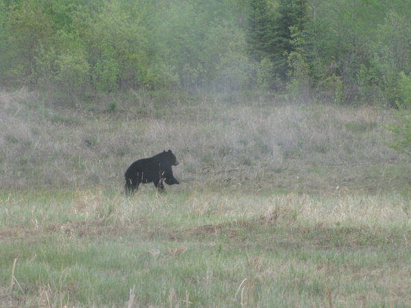 Young black bear on the road to Thompson