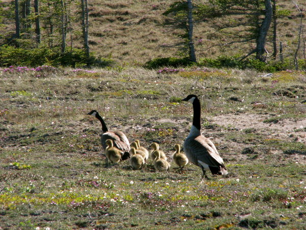 A family of geese.