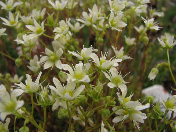 Three-toothed saxifrage 