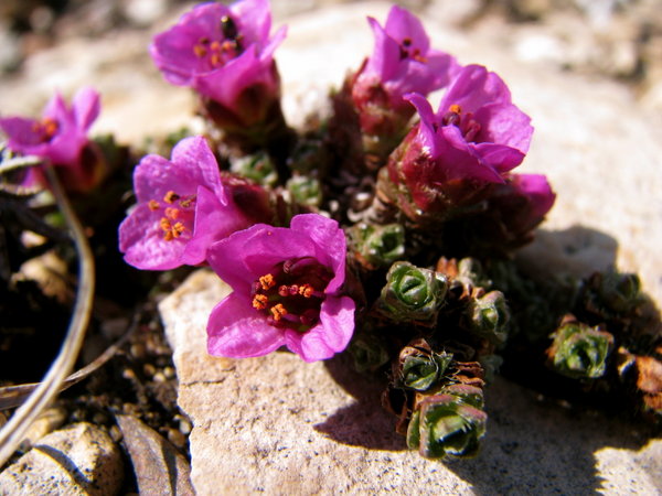 Purple saxifrage.