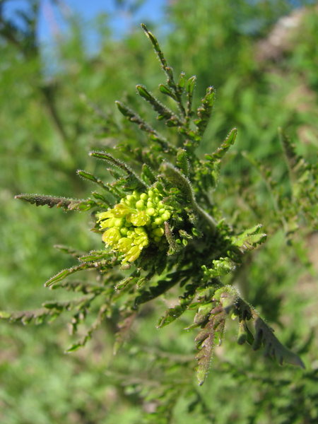 Northern flixweed
