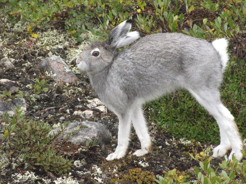 Arctic Hare does cat stretch