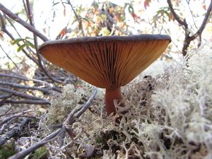 Mushroom in the lichen