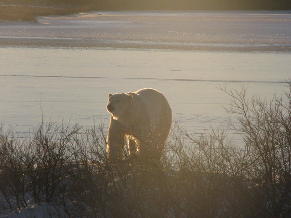 Bear at sunrise.