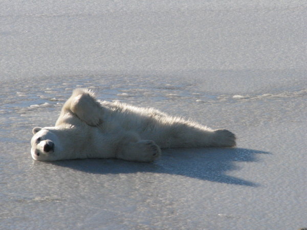 Lying on the ice