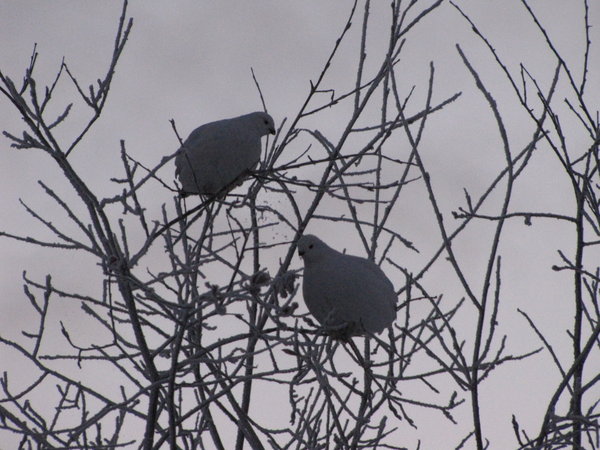 Ptarmigans