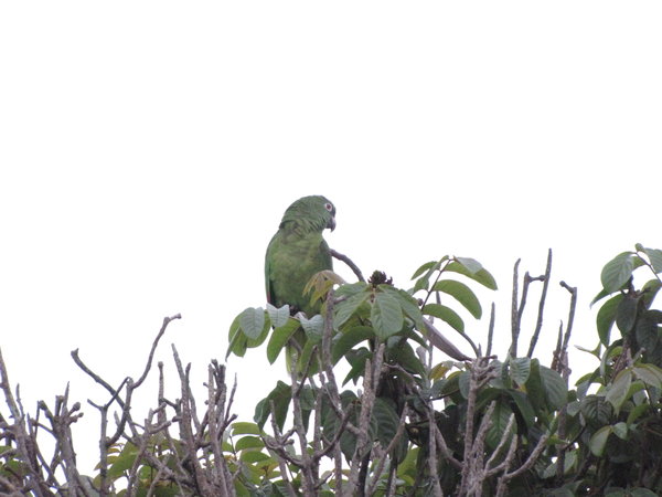 A very loud parrot out our window
