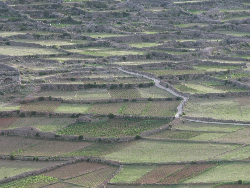 Terraces of agriculture
