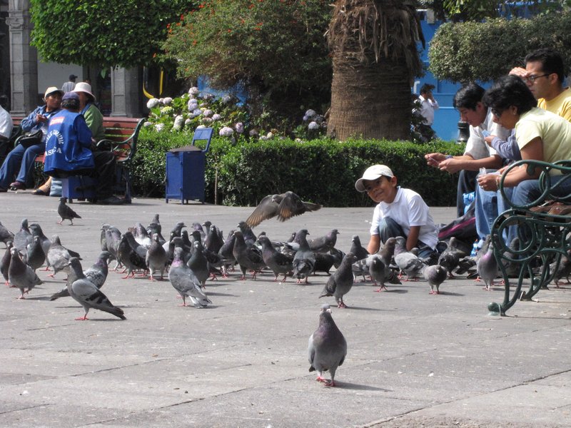 Arequipa pigeons