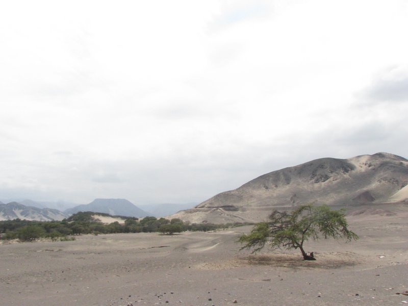 A lonely Carob tree in the desert