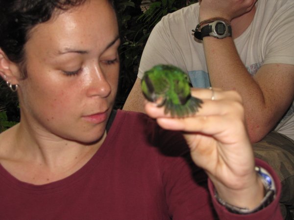 Jenn with a juvenille Blue Crowned Manakin