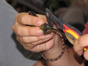 measuring beak length on a hummingbird