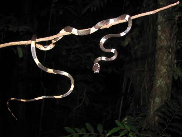 A snail-eating snake.