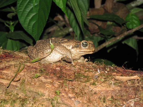 The cane toad