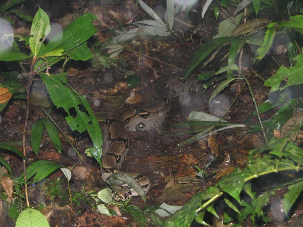 A 3 metre python on a very rainy day.