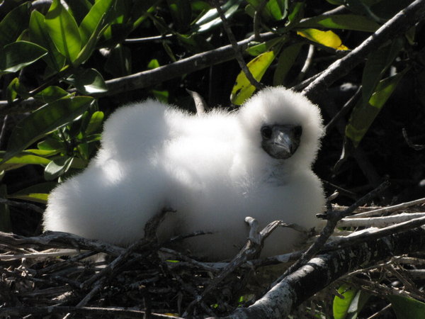  Red footed Booby Chick