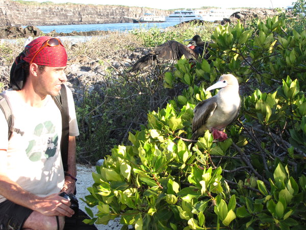Red-footed Booby sitting in the Mangroves