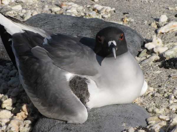 Swallow-tailed Gull and chick under Mom´s wing