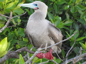 juvenille red-footed booby