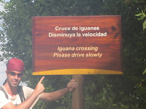 Iguana crossing