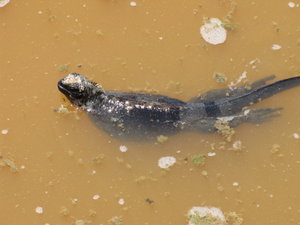 Marine Iguana swimming in a local pond