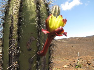 candelabra cactus flower