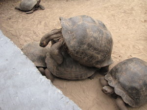 Tortoise breeding centre