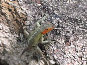 a female lava lizard