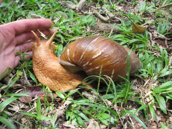 Giant snail.