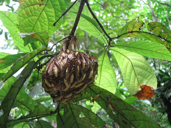 Wasp nest.