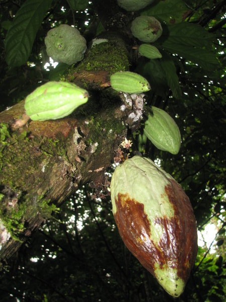 Theobroma cacao.