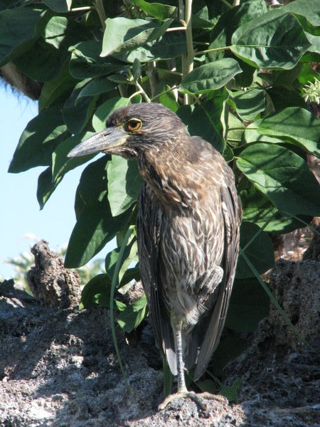Young yellow crested heron.