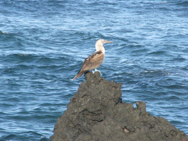 The Blue footed booby