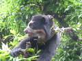 Spectacled bear.