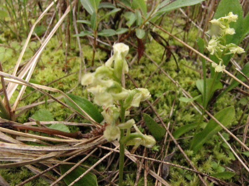 Hooded Lady's Tresses Orchid
