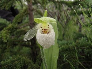 Northern Lady's Slipper orchid