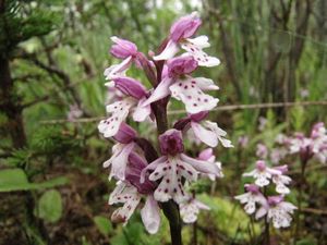 Round-Leaved Orchid