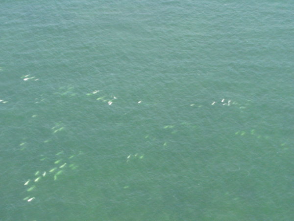 Belugas in the Bay