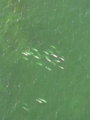 Belugas near Cape Churchill