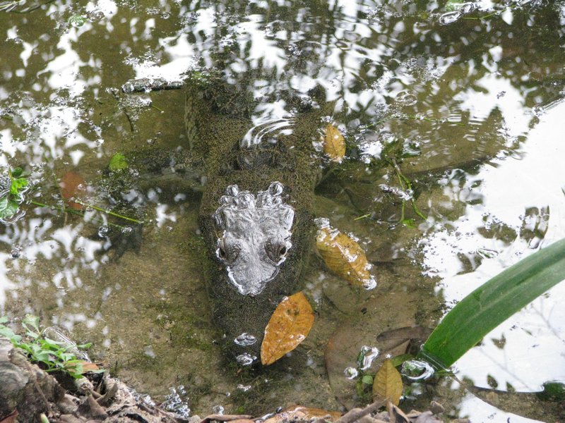 Tikal's resident crocodile