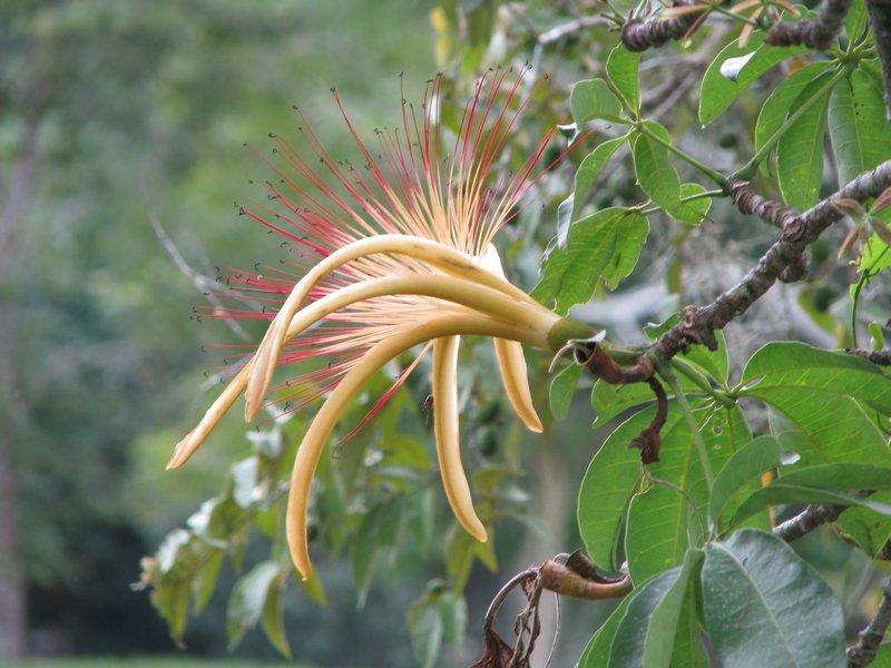 A Jungle Flower