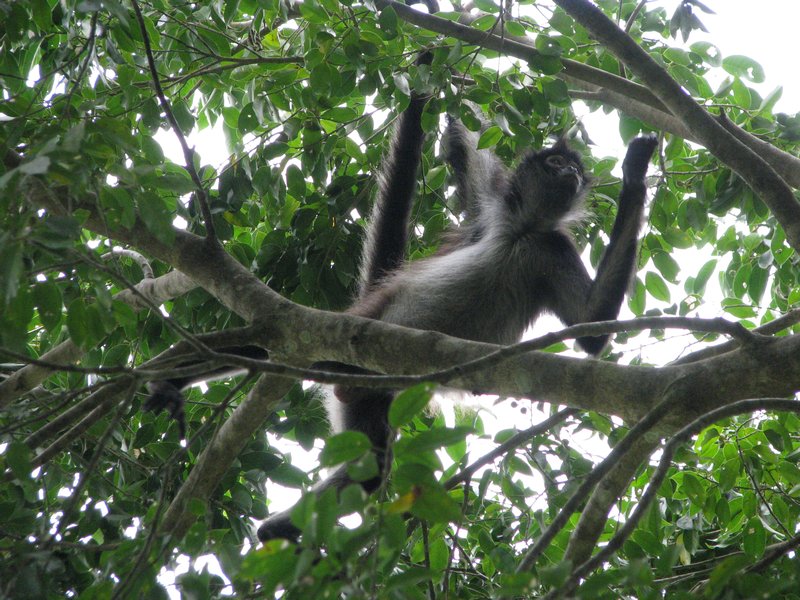 Spider monkey in the trees above