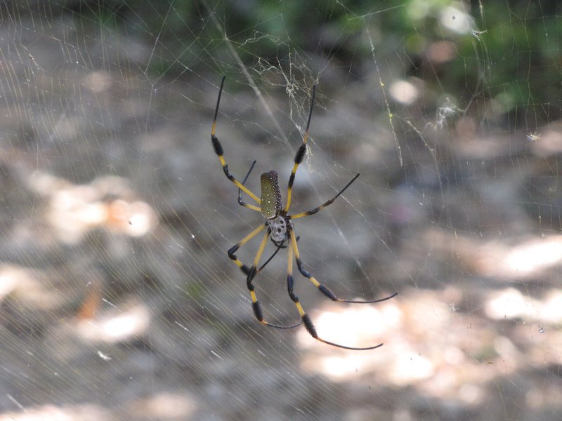 A common orb weaver spider