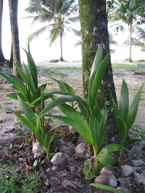 Sprouting Coconuts