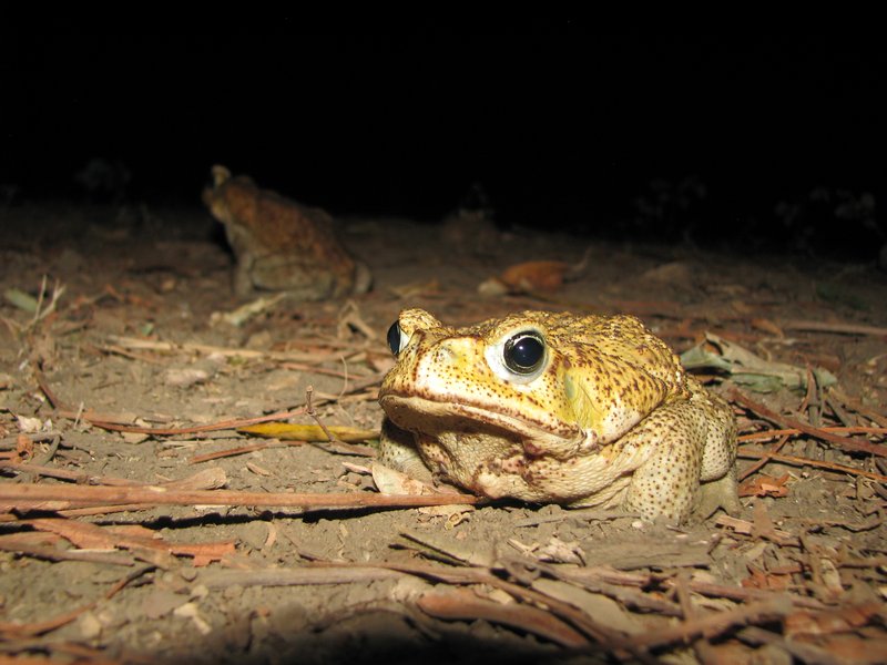 Cane Toad..
