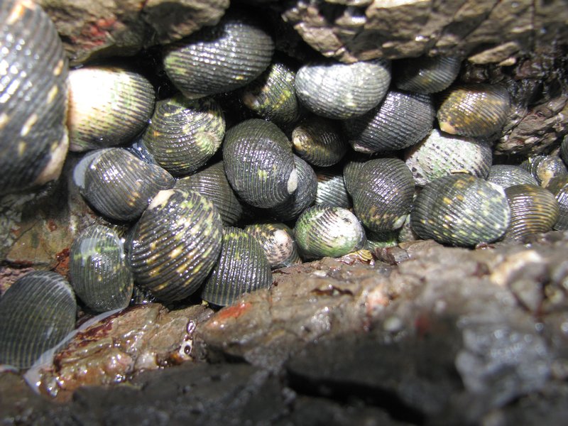 Pacific sea molusks
