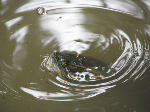 Slider Turtle