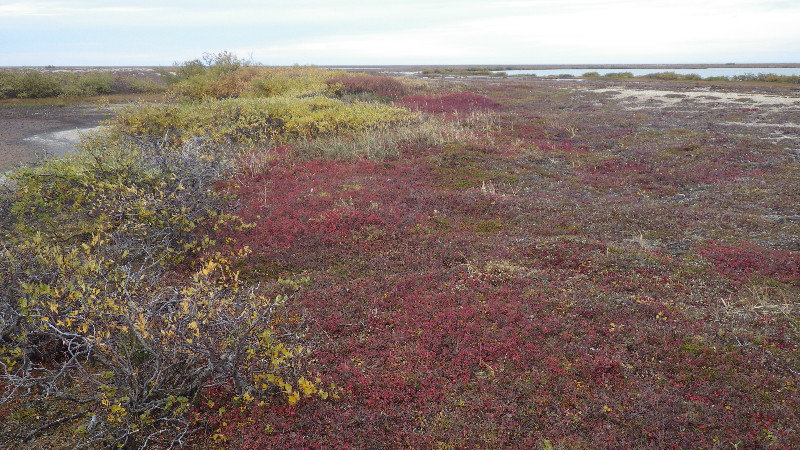 Fall Colours on the Tundra