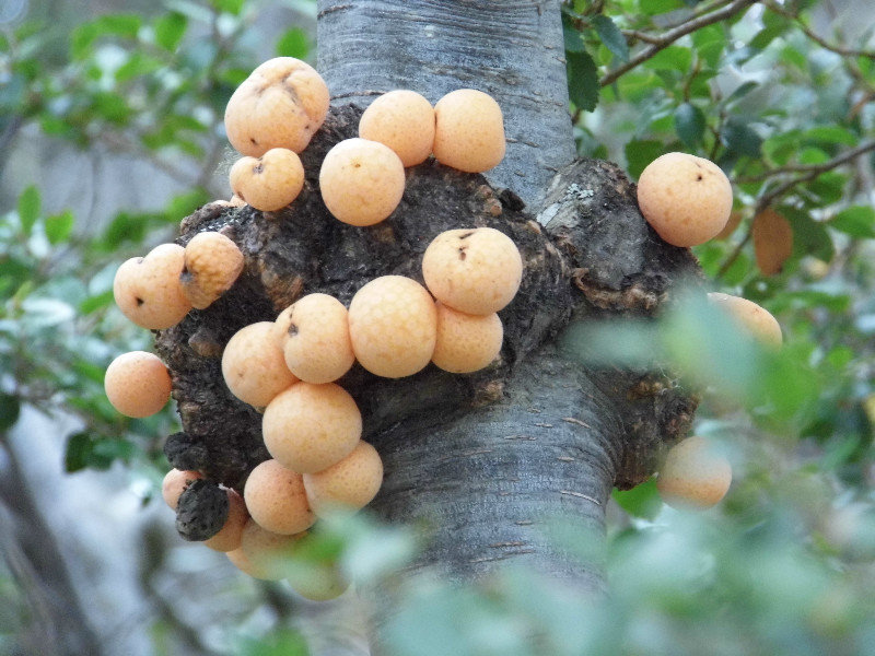 Fungus ?